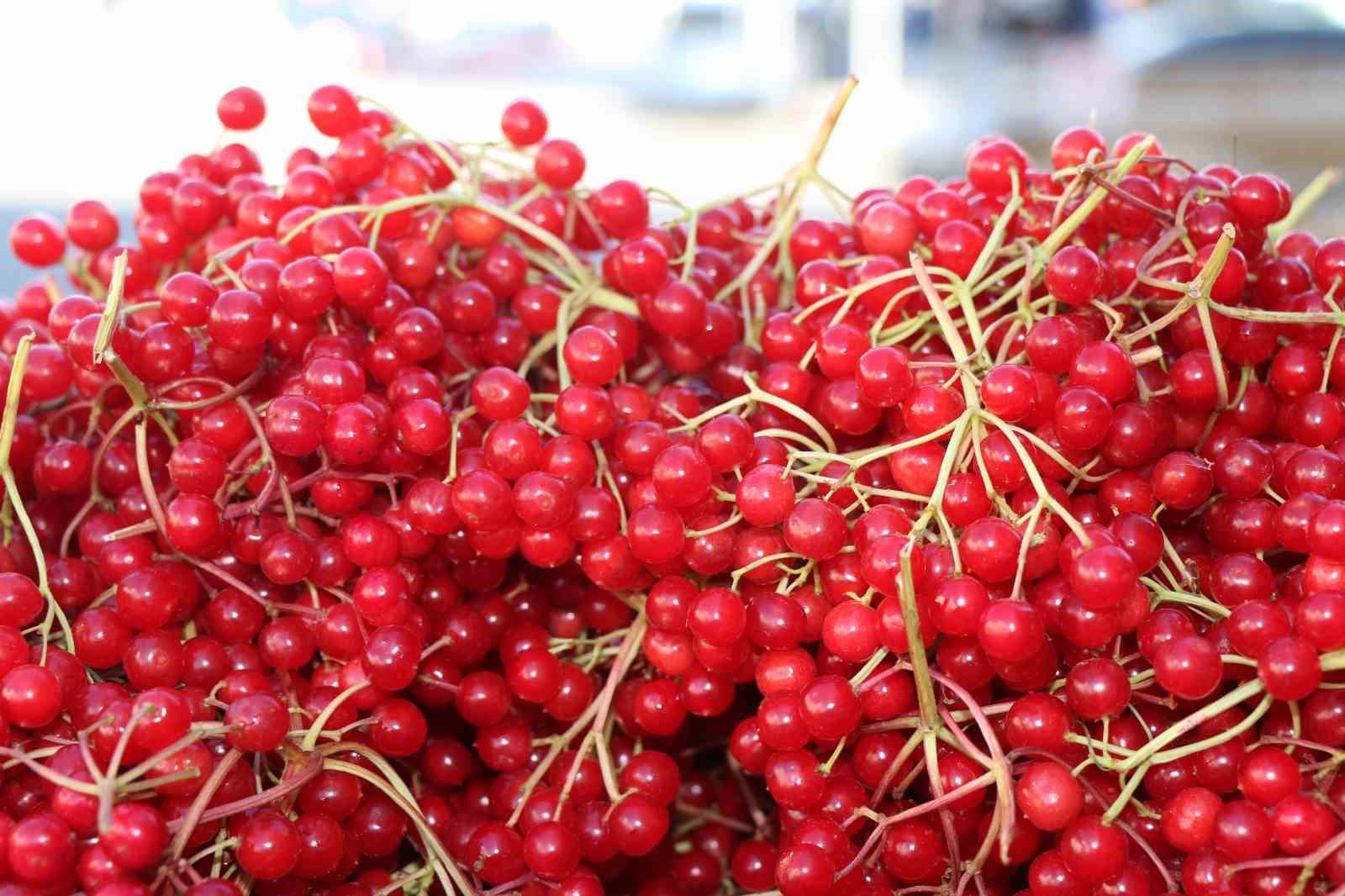 Erzincan’da şifa deposu gilaburuya yoğun ilgi