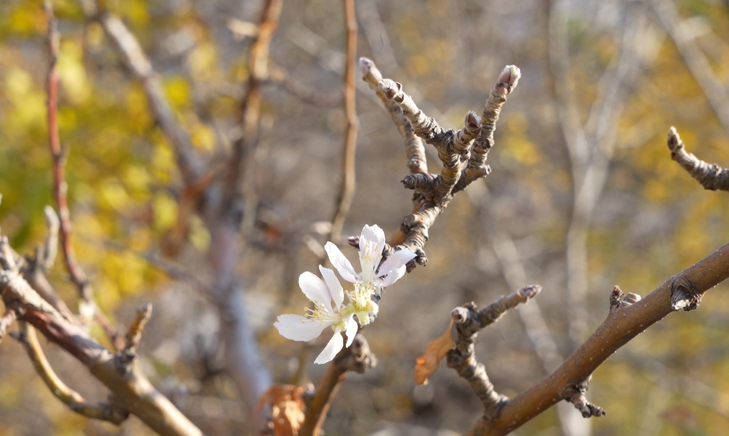 Gümüşhane’de Kasım ayında çiçek açan elma ağacı şaşırttı