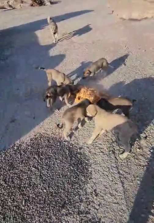 Yolda yalnız değiller: Bayburtlu şof&ouml;r anne ve yavru k&ouml;pekleri koca tencere yemekle besledi
