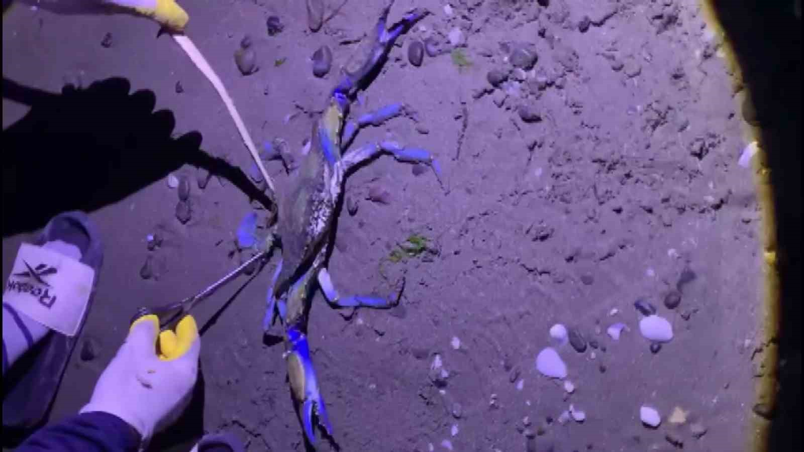 Samsun sahilinde nadir misafir: Mavi yengeç kıyıya vurdu