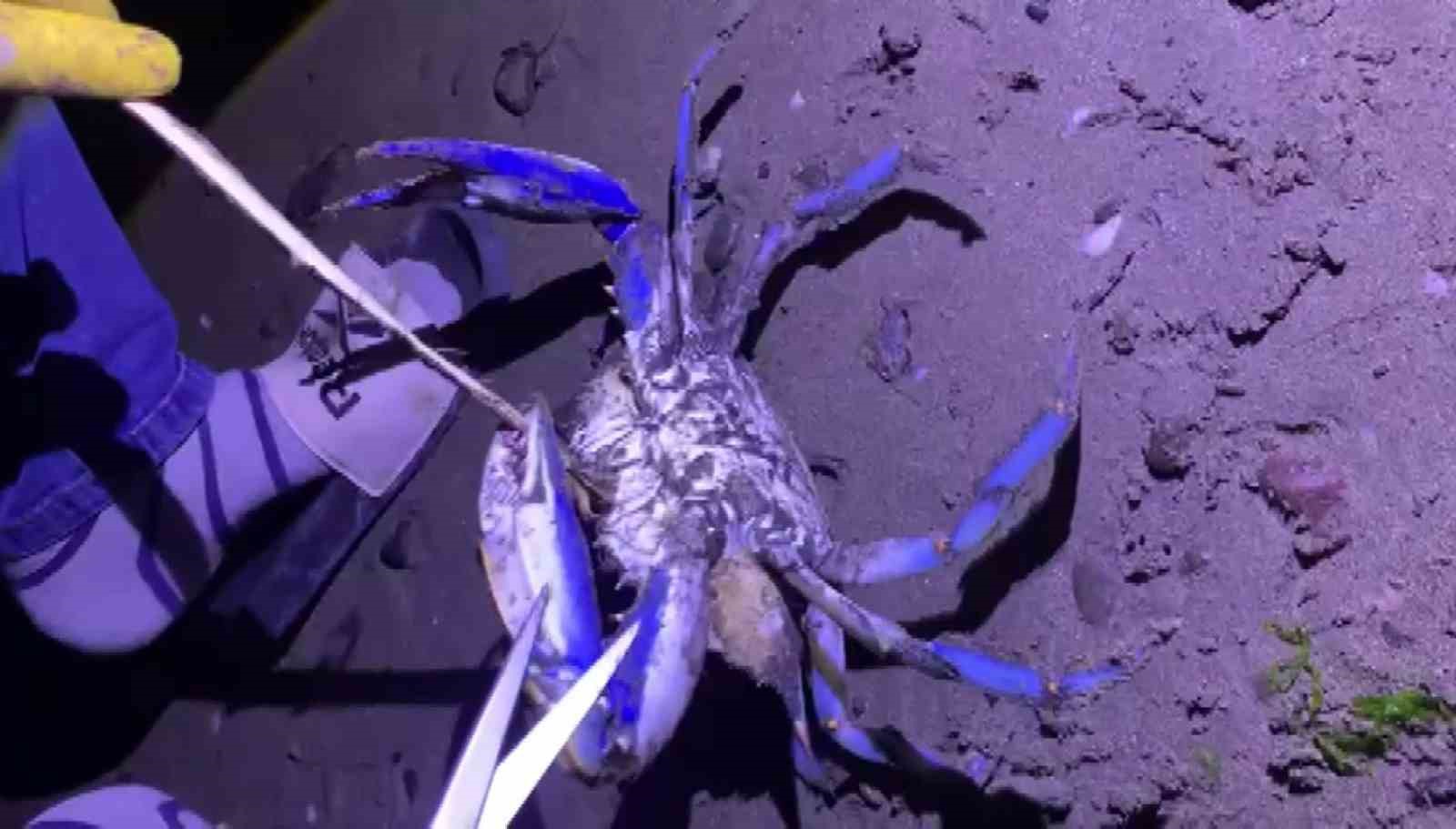 Samsun sahilinde nadir misafir: Mavi yengeç kıyıya vurdu
