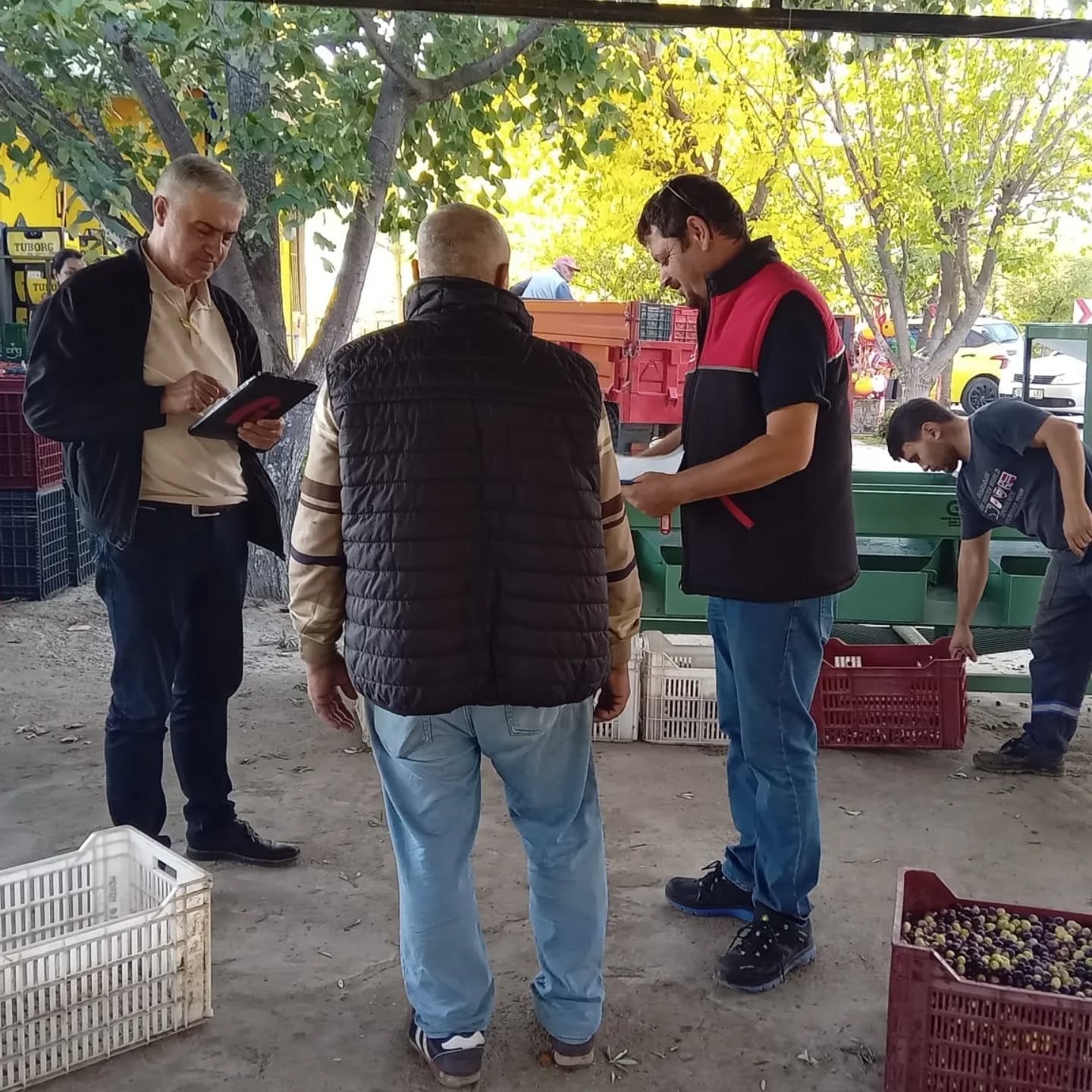 Zeytin hırsızlıklarının karşı denetim
