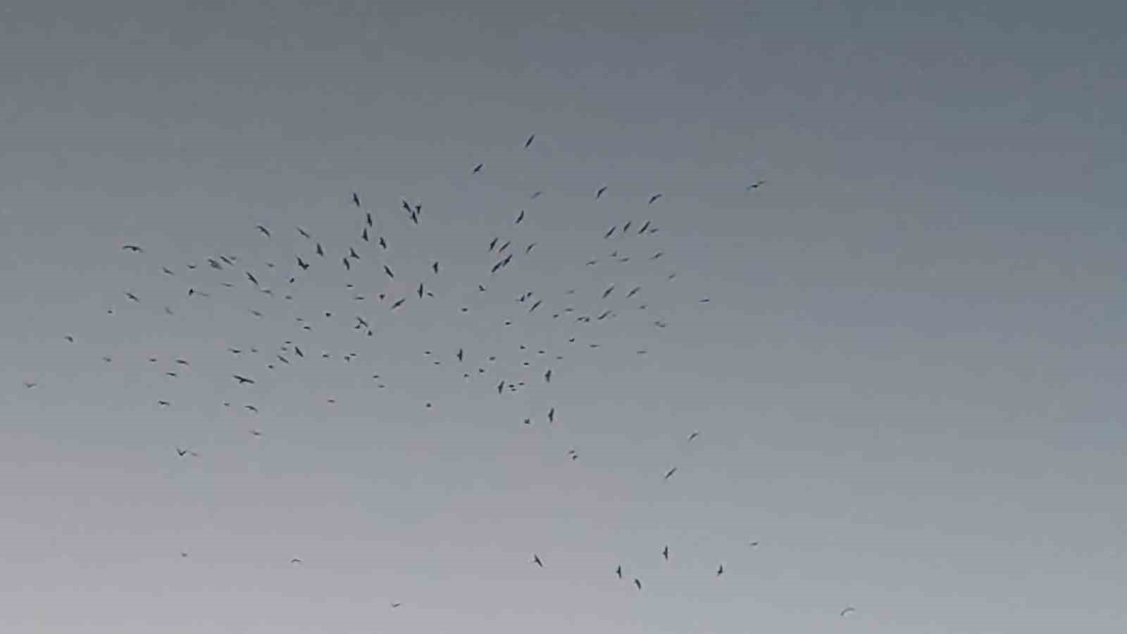 Van Gölü üzerinde kuş sürüsünün görsel şöleni