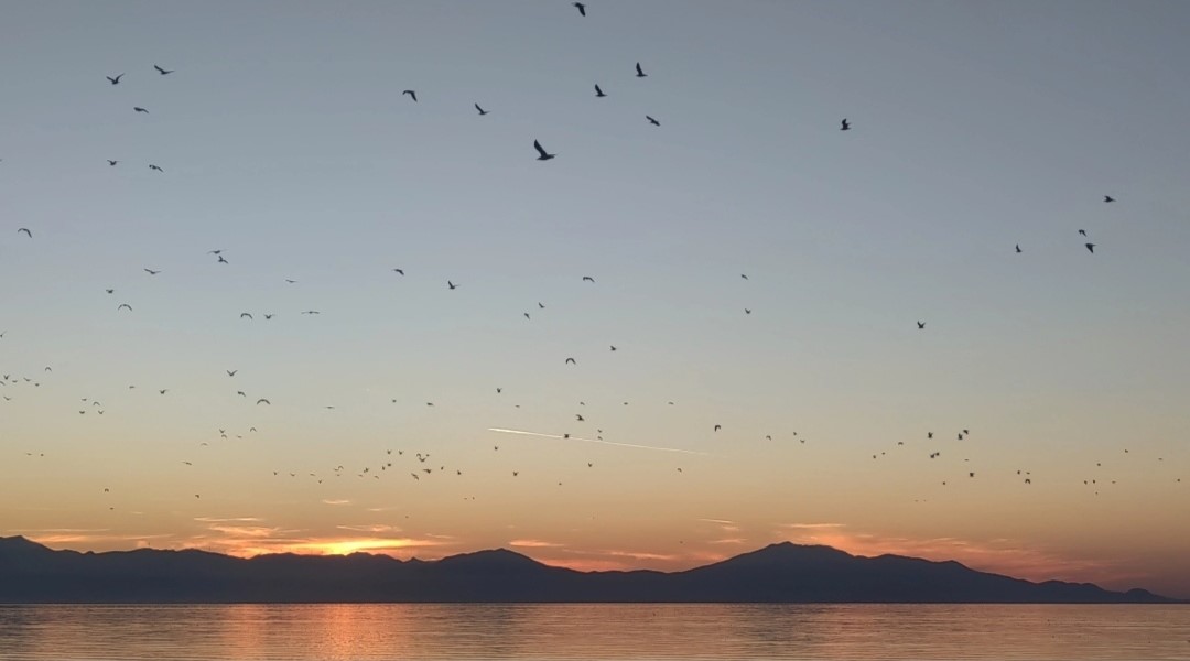 Van G&ouml;l&uuml; &uuml;zerinde kuş s&uuml;r&uuml;s&uuml;n&uuml;n g&ouml;rsel ş&ouml;leni
