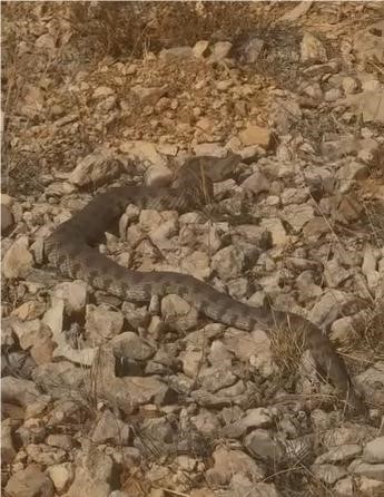 Tek ısırığı bir insanı öldürmeye yeten dev engerek yılanı görüntülendi