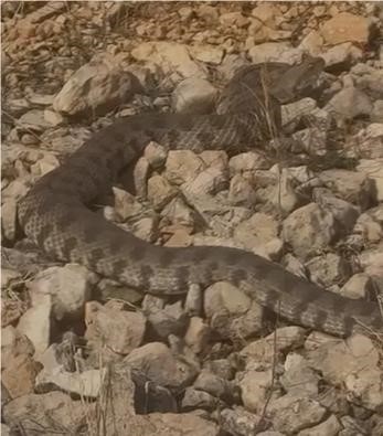 Tek ısırığı bir insanı &ouml;ld&uuml;rmeye yeten dev engerek yılanı g&ouml;r&uuml;nt&uuml;lendi
