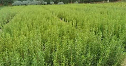 Muğla&rsquo;da atıl araziler biberiye ile canlanıyor
