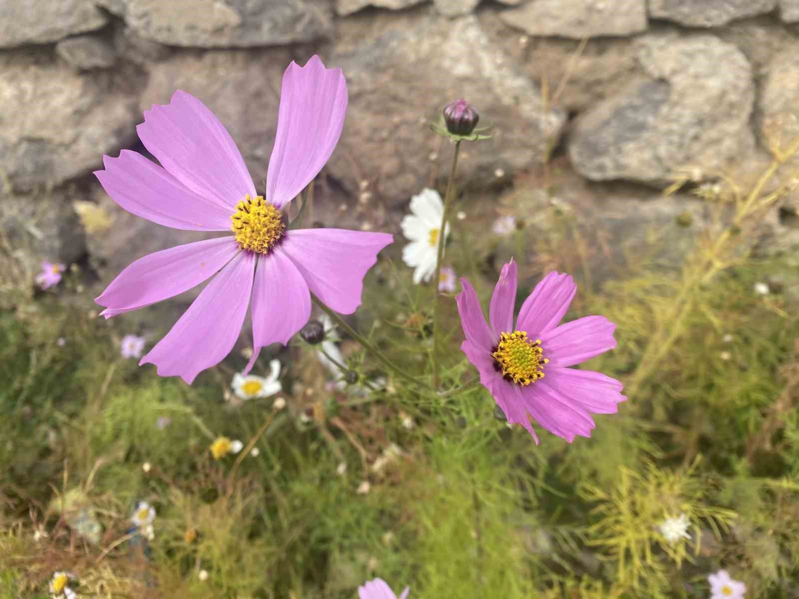 Ağrı’da kasım ayında açan çiçekler şaşırttı