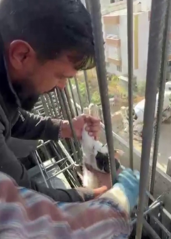 Kedi, dökülen betonun altında kalmaktan son anda kurtarıldı