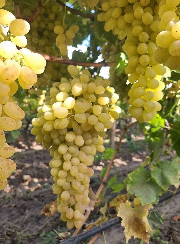 Sarıgöl’de üzüm fiyatları dibe vurdu 3 Sarıgöl’de üzüm fiyatları dibe vurdu