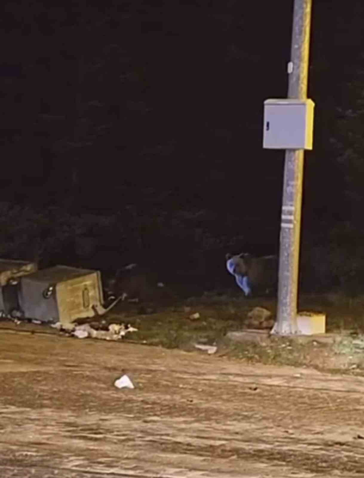 Uludağ&rsquo;da kış uykusuna yatmayan ayılar, &ccedil;&ouml;p konteynerlerini talan etti
