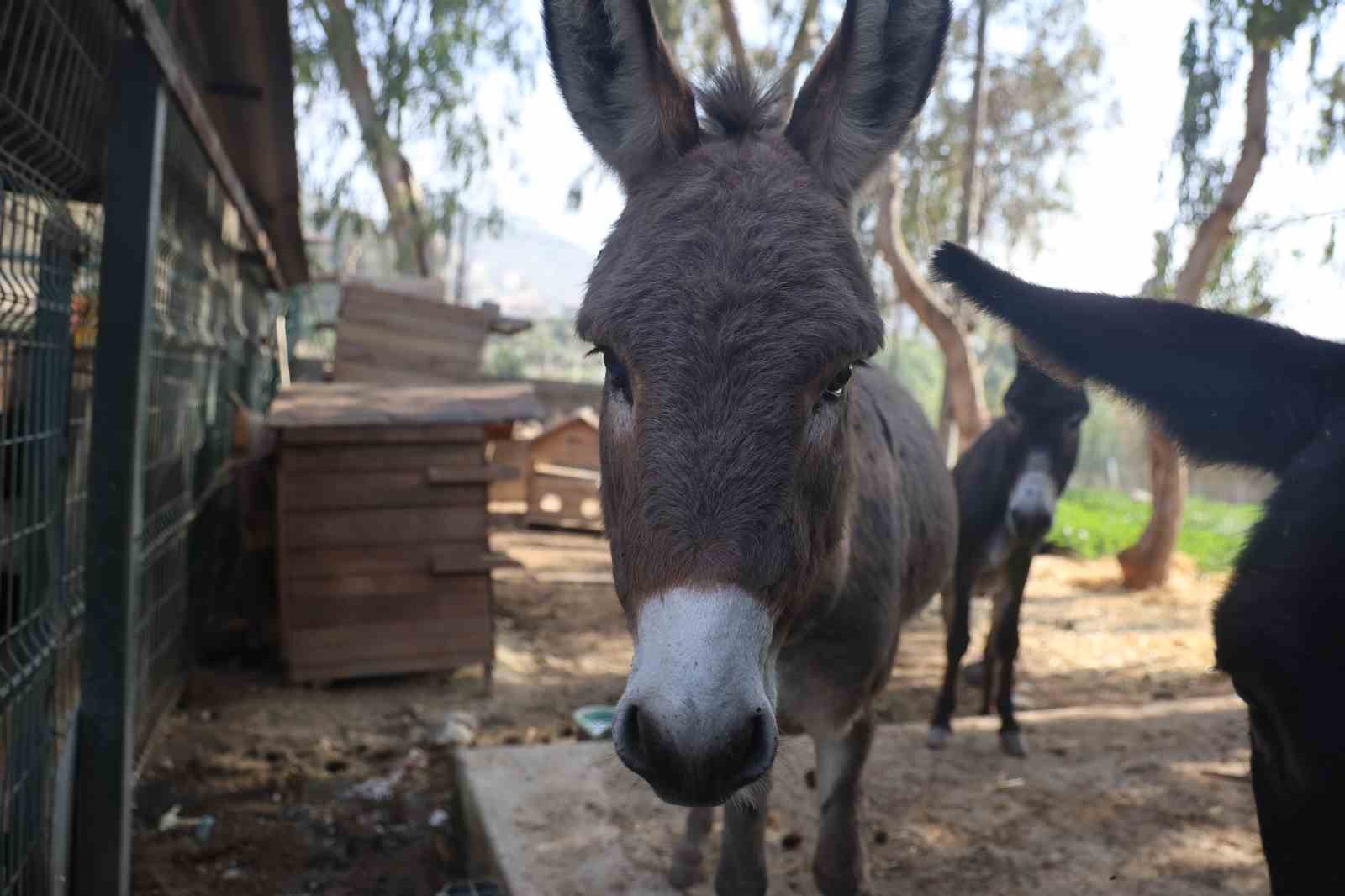 Telef olan annesinin başında beklediği g&ouml;r&uuml;nt&uuml;lerle duygulandıran sıpa yeni yuvasında yaşamaya başladı
