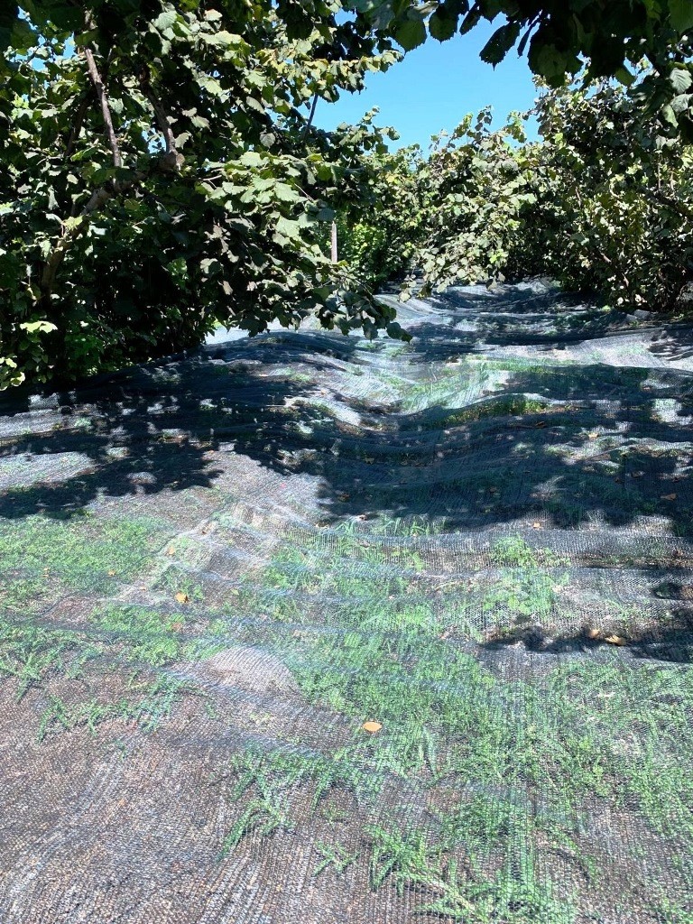 Samsun’da 63 yatırımcıya fındık hasat filesi hibesi
