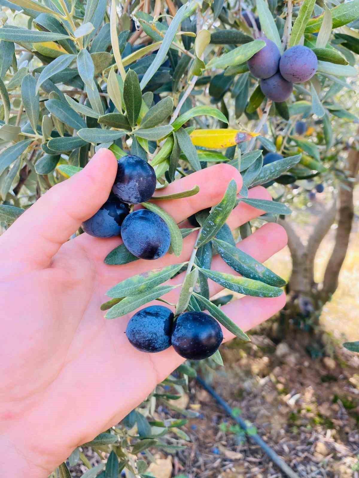 Salihli’de üreticilere zeytin dal kanseri uyarısı
