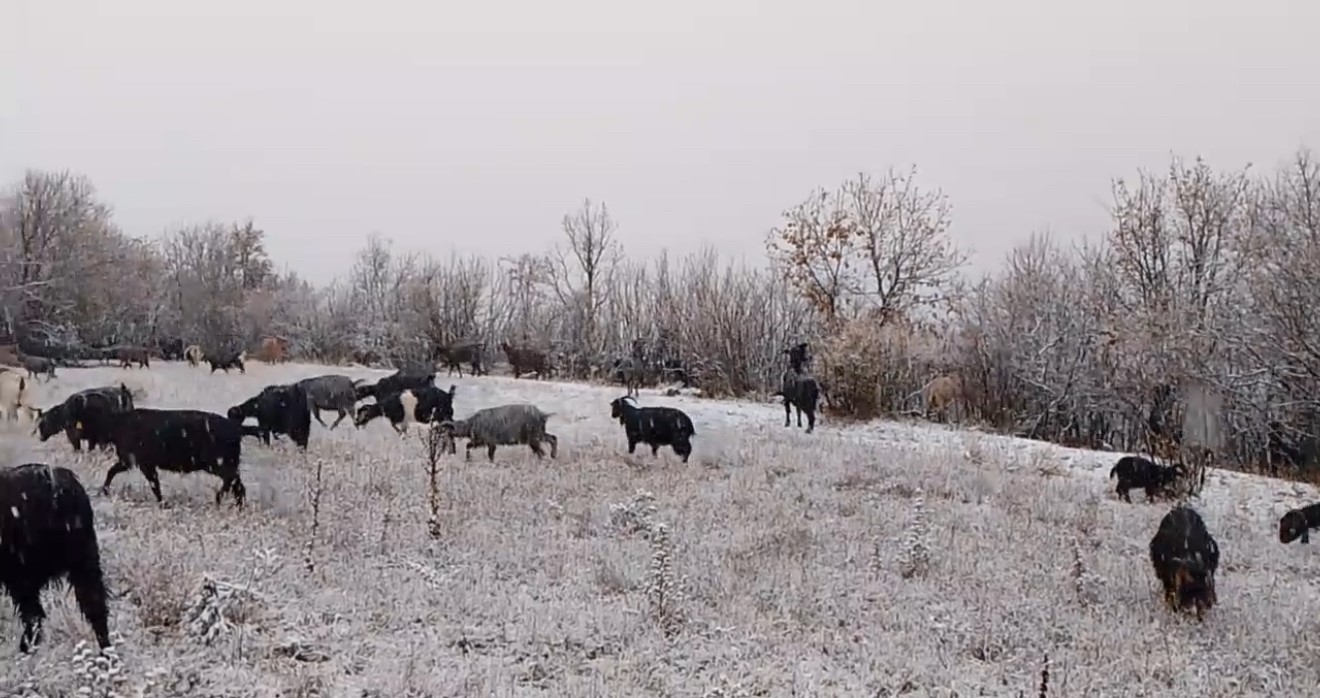 Tokat’ta çoban karlar altında türkü söyledi

