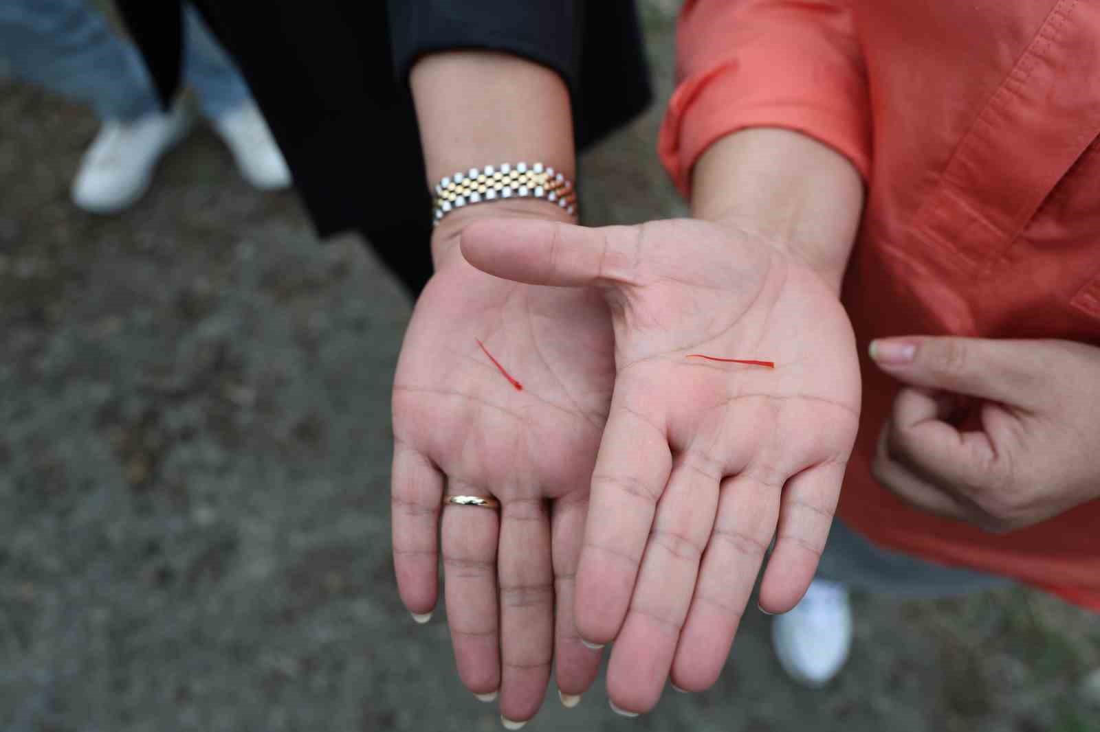 Dünyanın en pahalı baharatı safran Adana’da hasat edildi