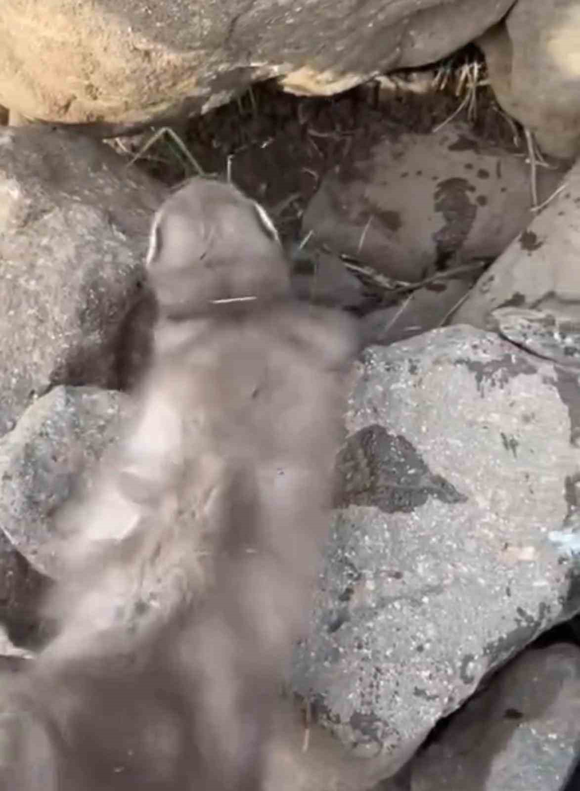 Diyarbakır’da bitkin halde bulunan gelincik, vatandaşlar tarafından görüntülendi