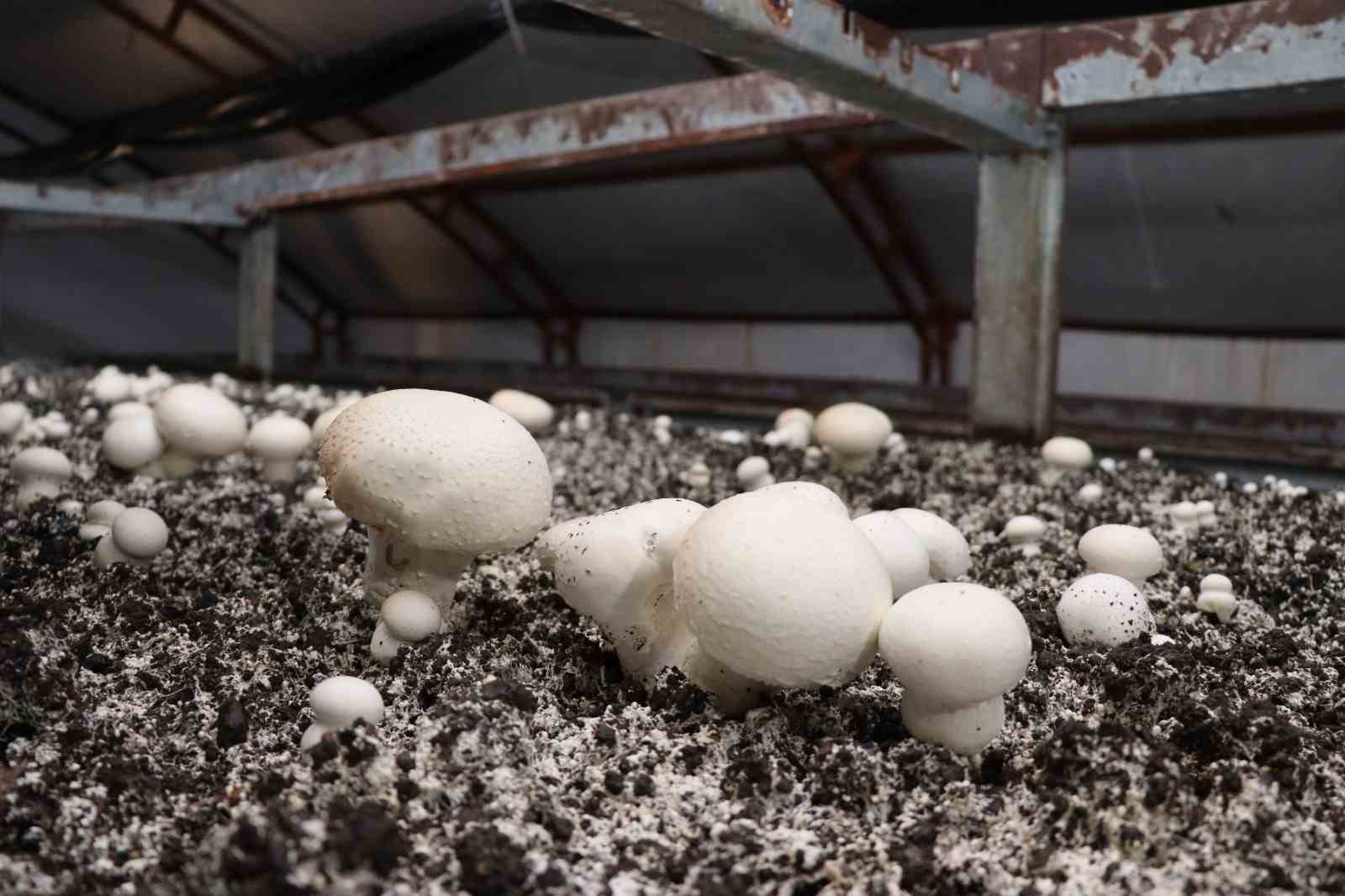 Yılın son mantar hasadı başladı