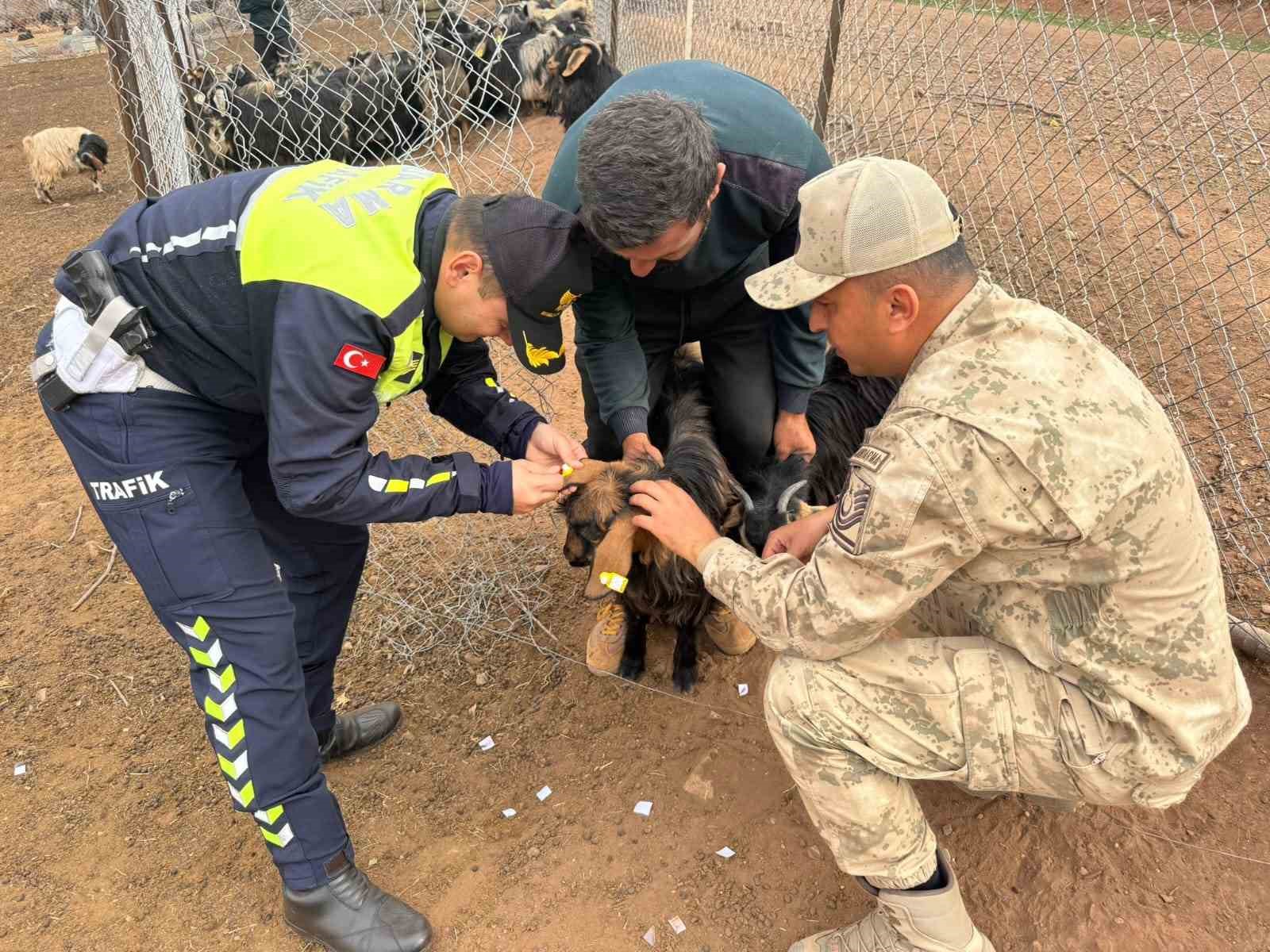 Siirt’te hayvan kazalarının önlenmesi için sürüye "reflektif bant" takıldı