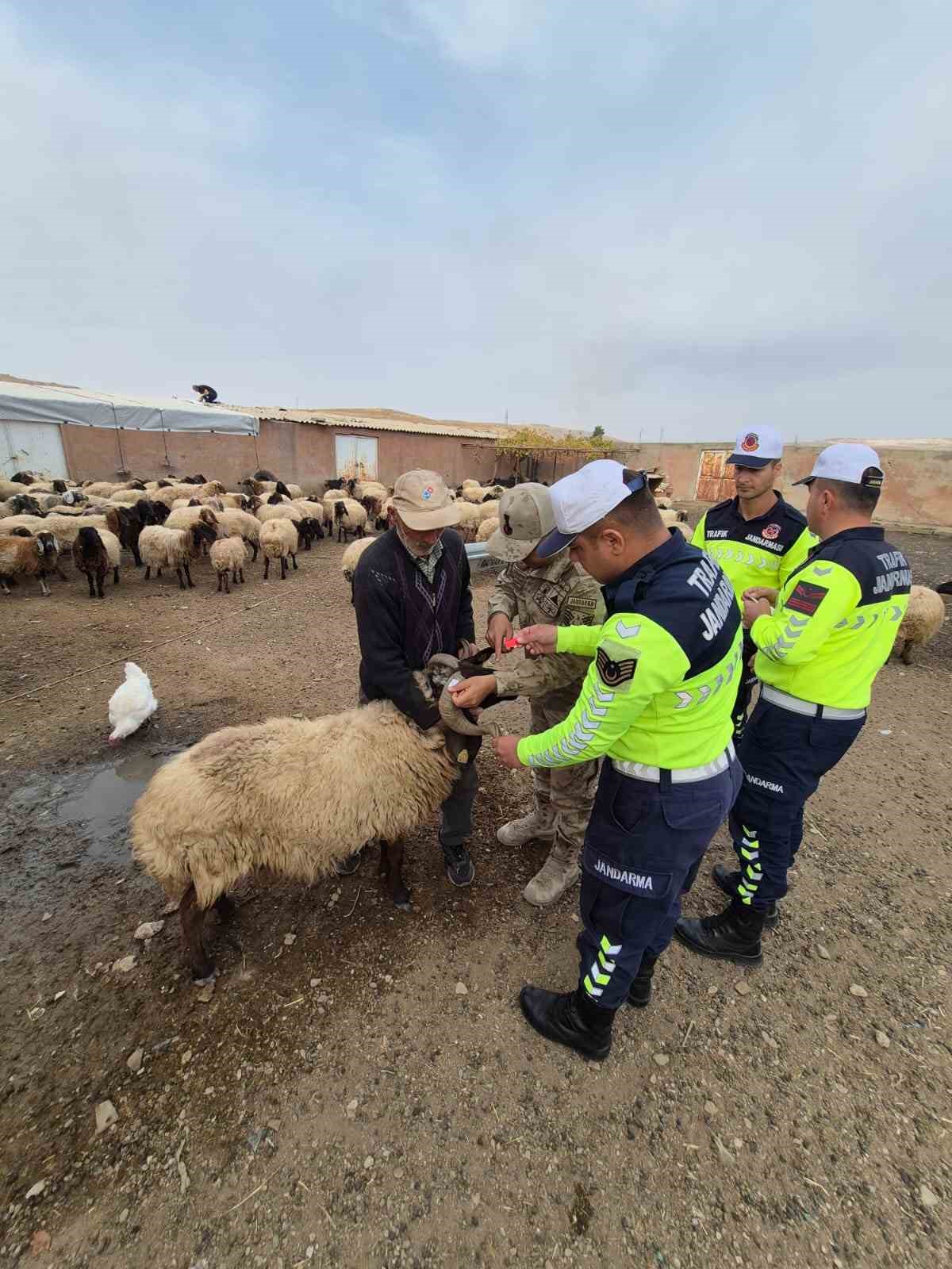 Siirt’te hayvan kazalarının önlenmesi için sürüye "reflektif bant" takıldı