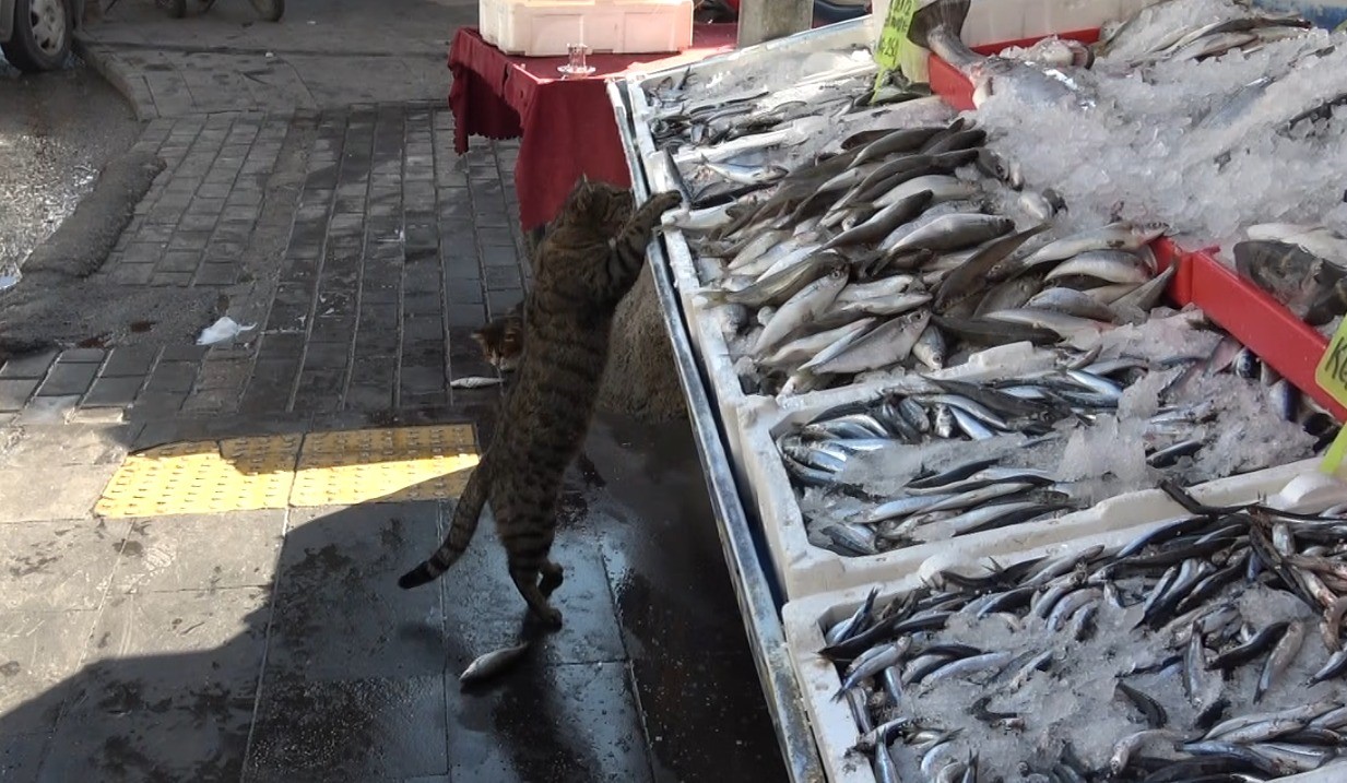 Karadeniz’deki bolluk balık fiyatlarını düşürdü: Kilis’te hamsi 100 liraya indi