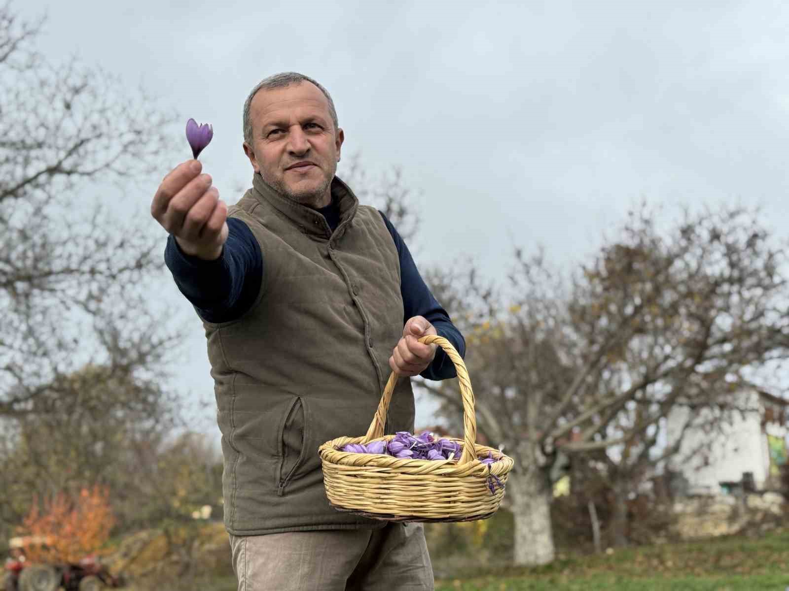 Soğuk ve yağışlı hava ‘dünyanın en pahalı baharatı’nda hasat süresini uzattı