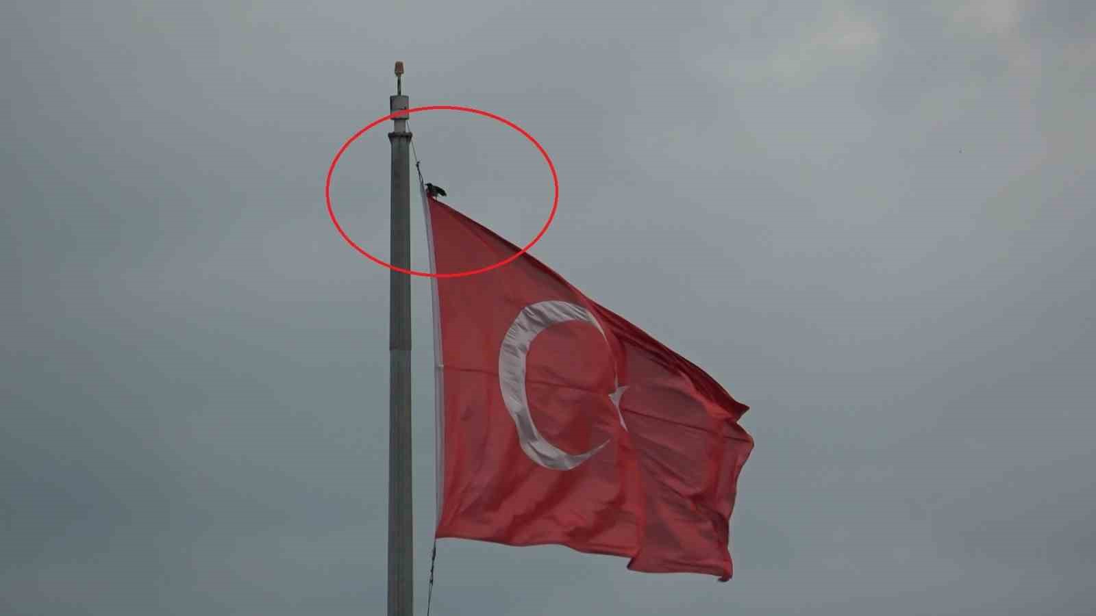 Karganın Türk bayrağı inadı