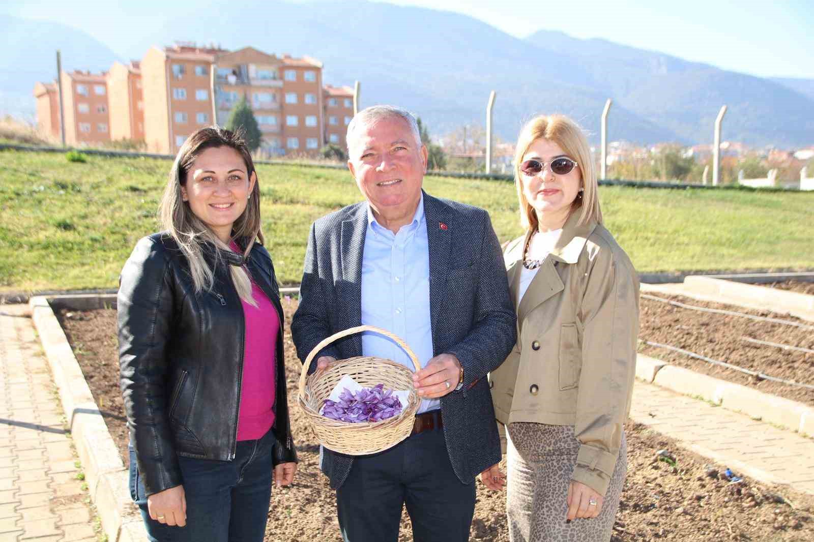 Honaz Belediyesi Yerel Tohum Merkezi&rsquo;nde safran soğanları filizlenmeye başladı
