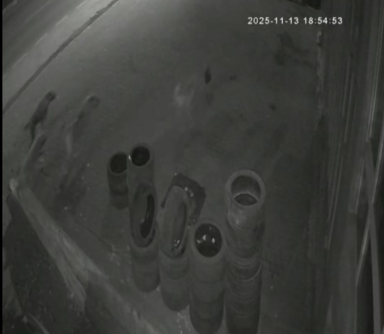 Muş’ta köpeklerin saldırdığı tavuk oto lastikçiye sığındı