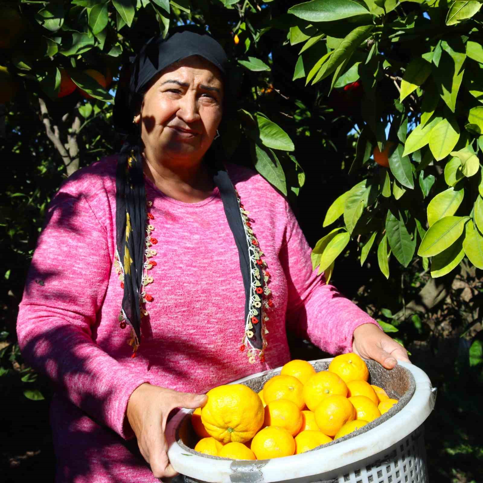 Rekolte arttı, Satsuma mandalinası pazarda yerini aldı