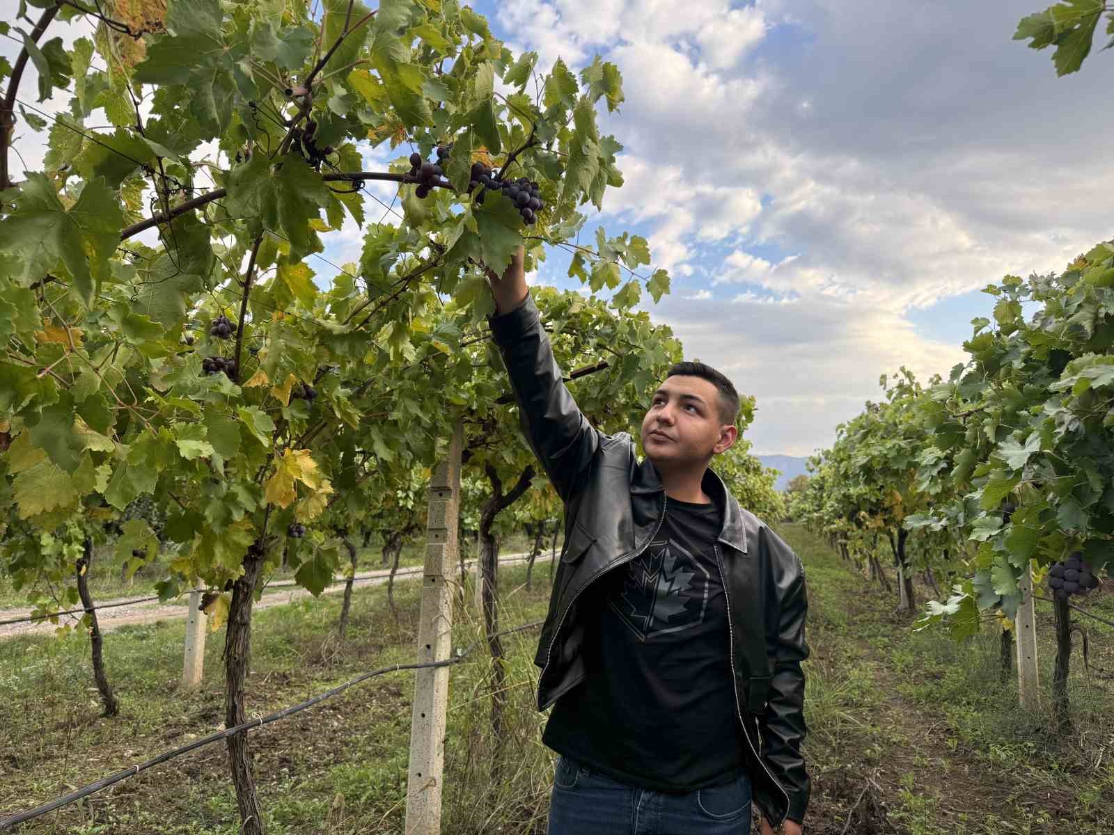 Zirai dondan etkilenerek verimi yüzde 80 düşen üzüm, çiftçinin hayal kırıklığı oldu