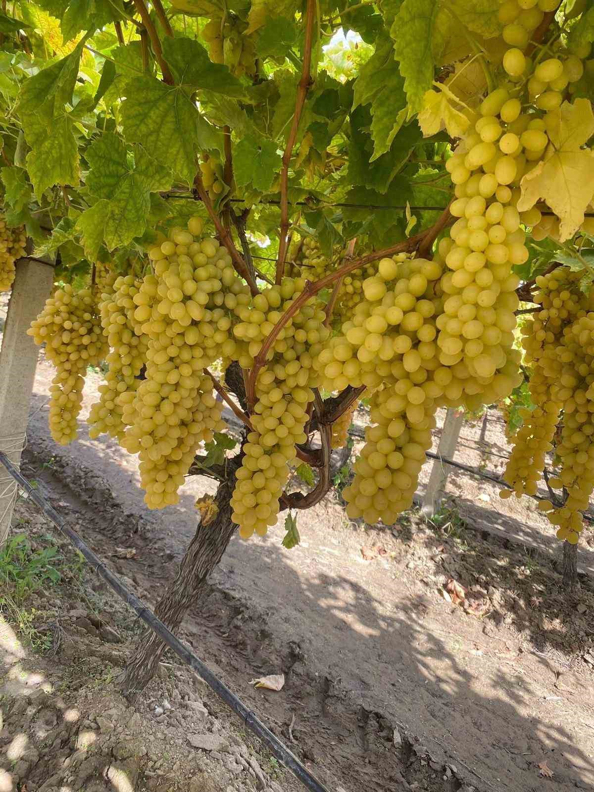 Sarıg&ouml;l&rsquo;de &ouml;rt&uuml;altı &uuml;z&uuml;m hasadı devam ediyor
