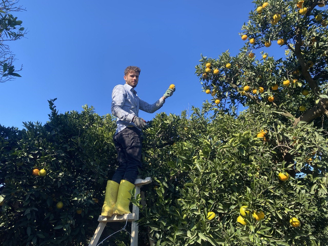 Finike&rsquo;de portakal sezonu başladı, 250 bin ton rekolte bekleniyor
