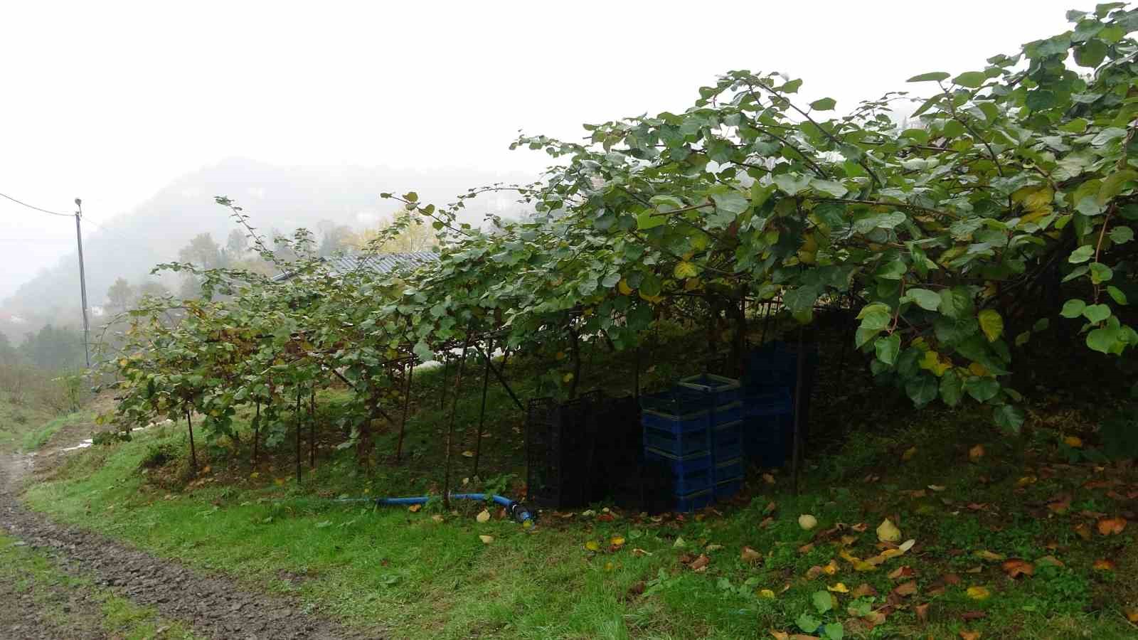 İran’dan gelen kivi fiyatları ucuzlatıyor
