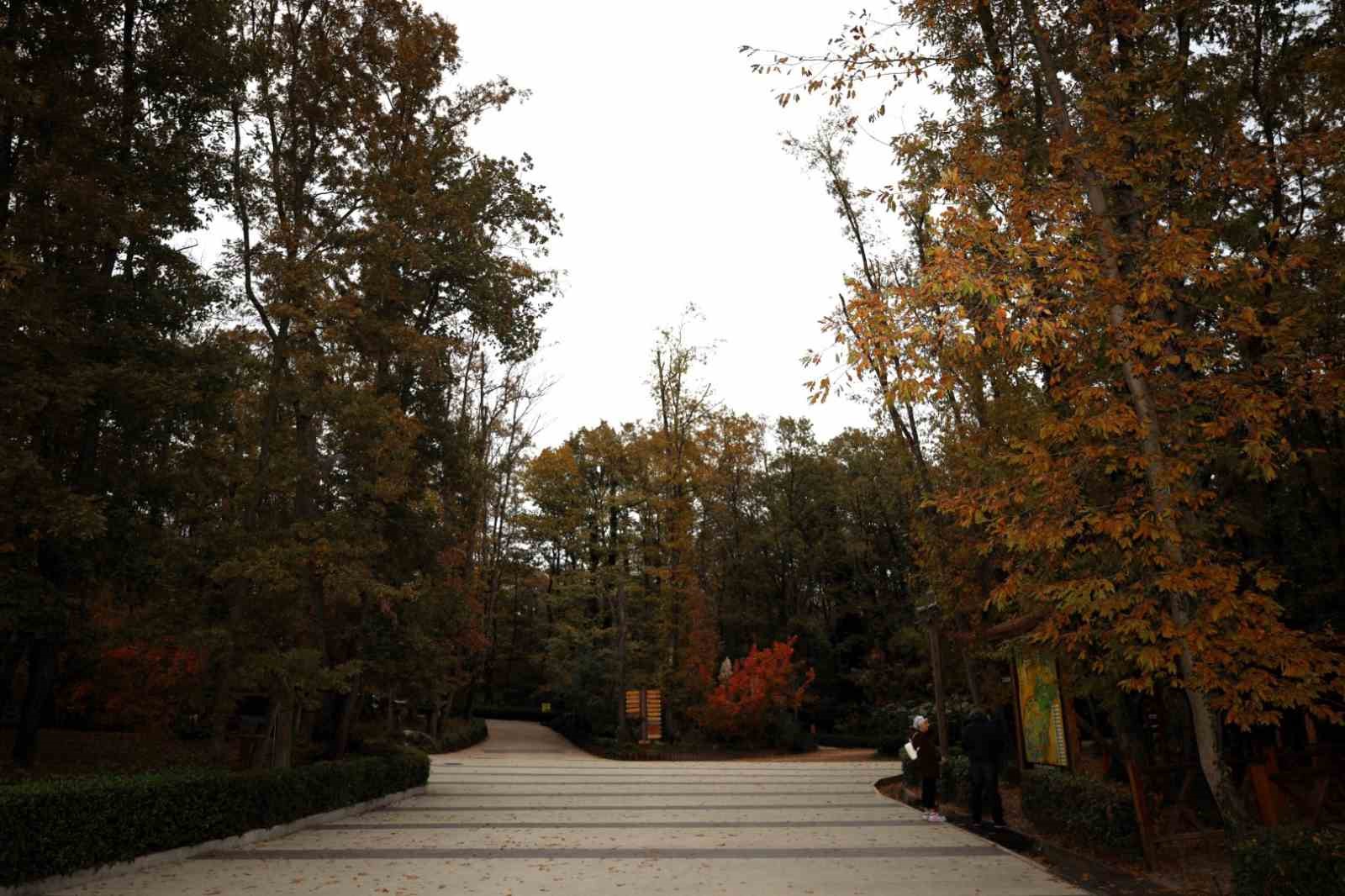 Ormanya sonbahar renkleriyle ziyaret&ccedil;ilerini ağırlıyor
