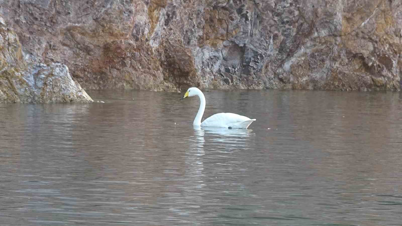 Ayvalık&rsquo;ta sevimli kuğu Paşa Limanı&rsquo;nın simgesi oldu
