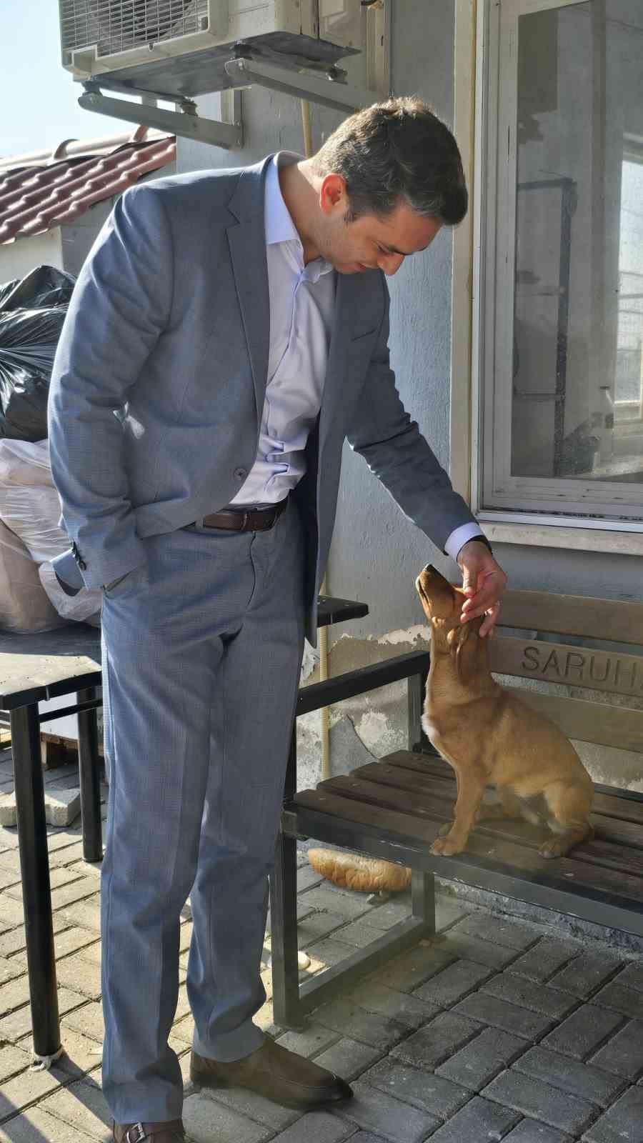 İlçelerdeki sahipsiz köpekler toplanıyor
