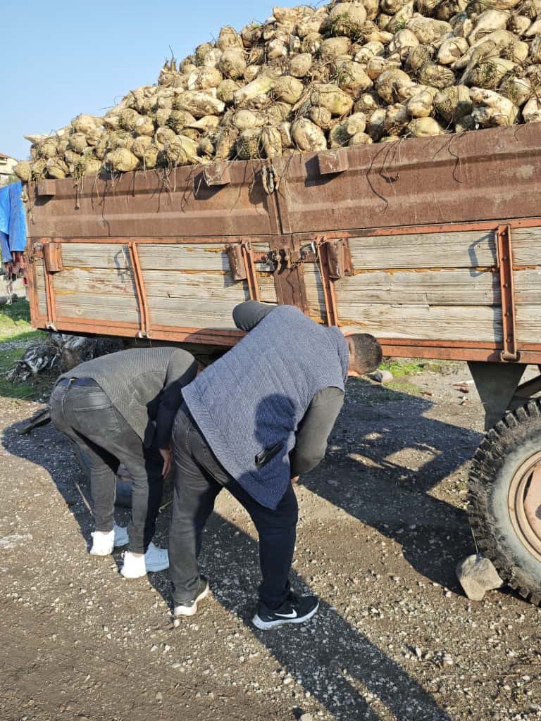 Amasya’da pancar yüklü traktör römorku devrildi: Kaza anı kamerada
