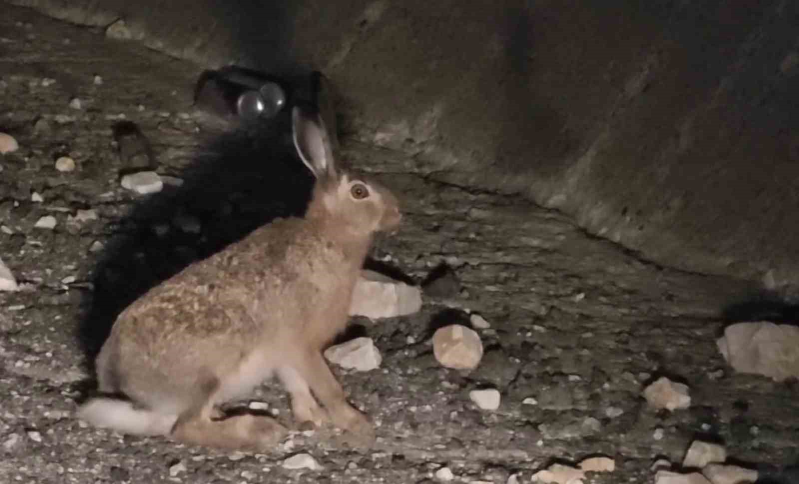 Otoyolda yabani tavşan görüntülendi