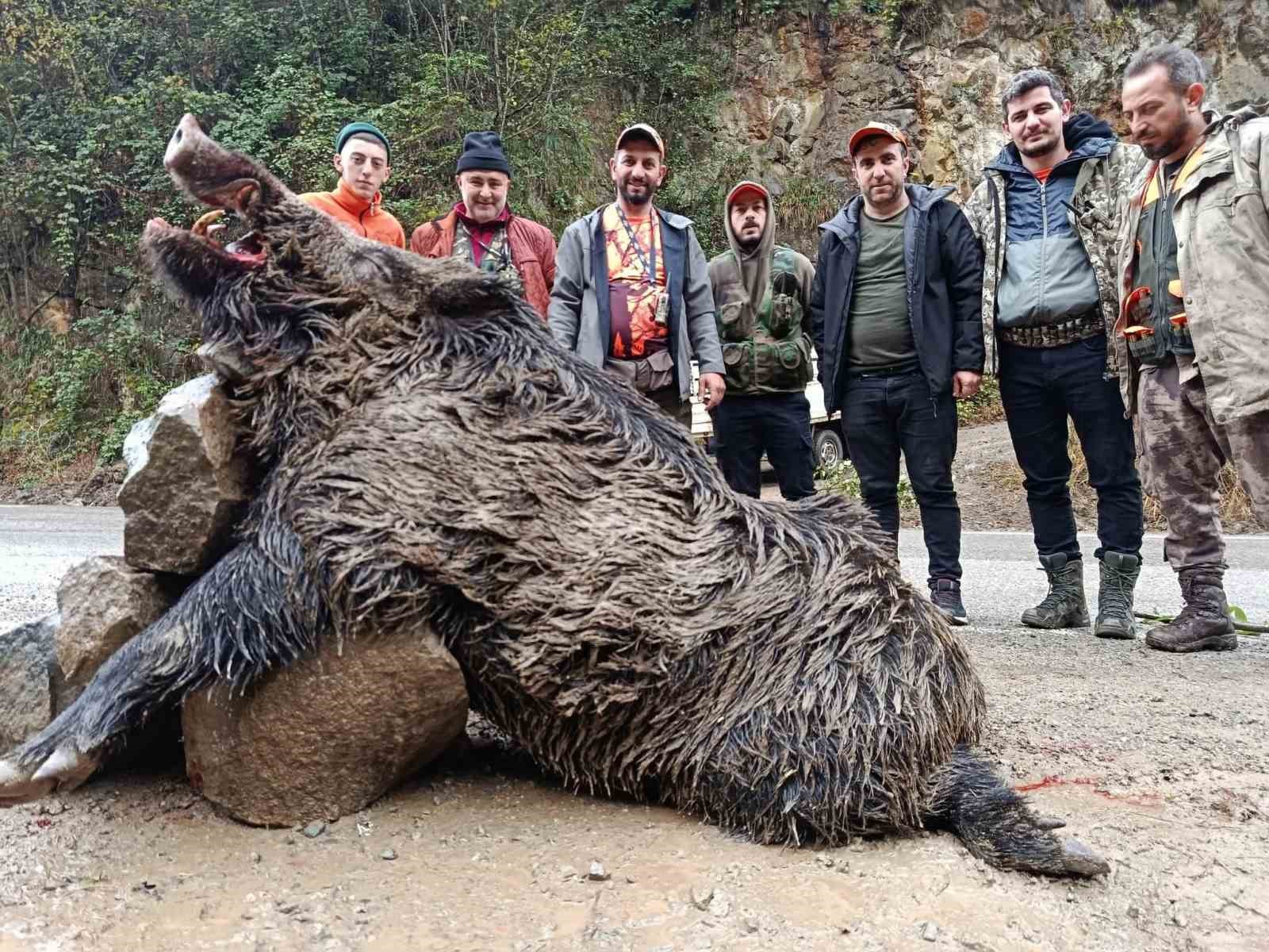 Trabzon’da sürek avında 300 kg’lık domuz fişeklerin hedefi oldu