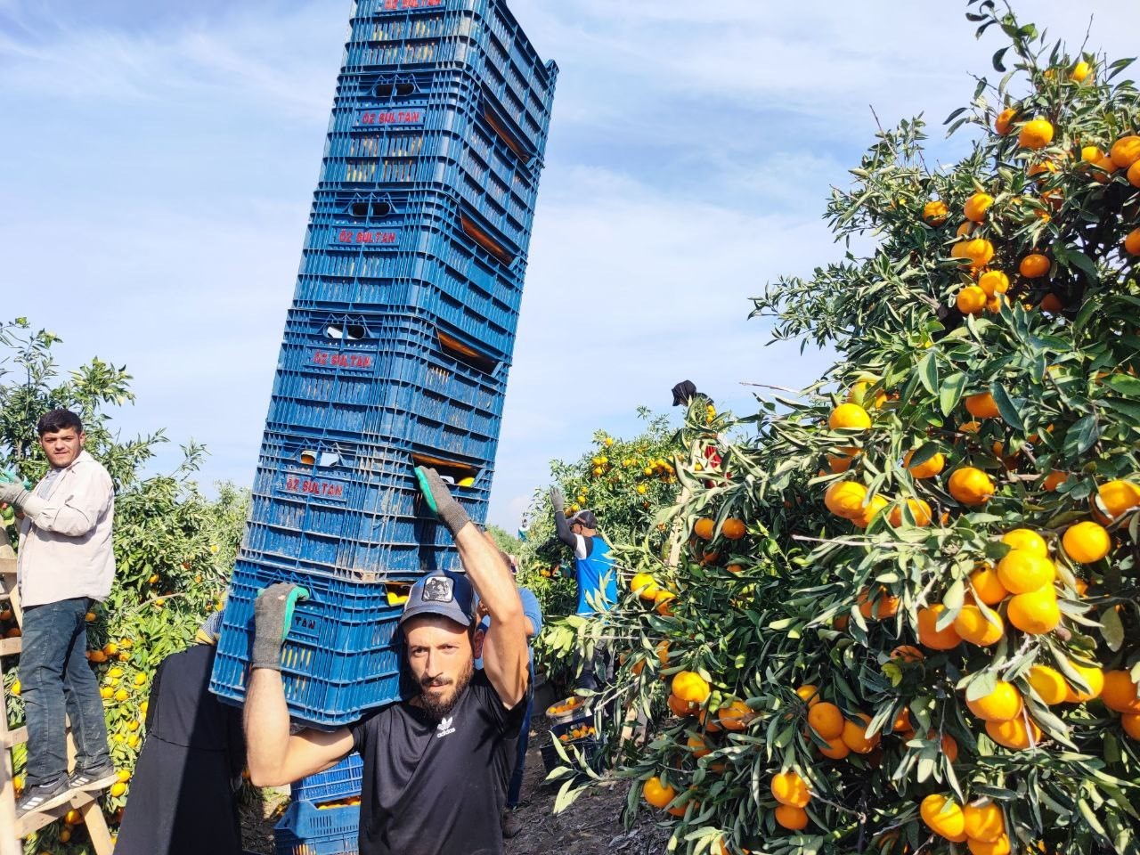 Tarım işçilerinin grevi mandalinayı dalında bıraktı: Kilosu 3 liraya kadar geriledi