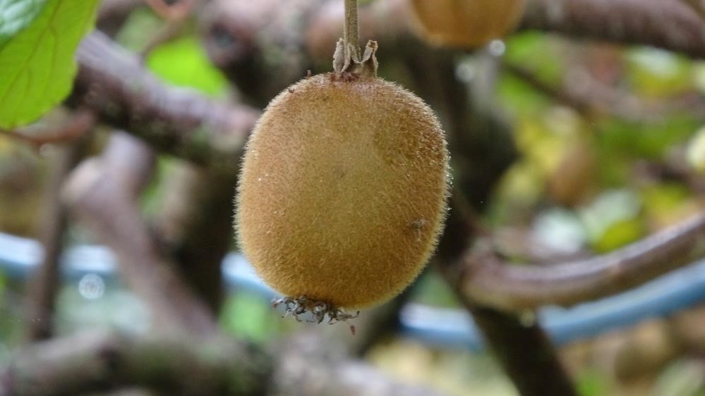 Kivi üreticileri İran kivisinden rahatsız
