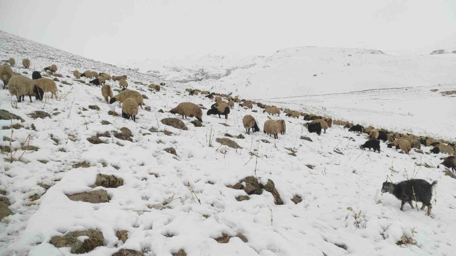 Kar yağdı, koyun sürüsü yaylada kaldı