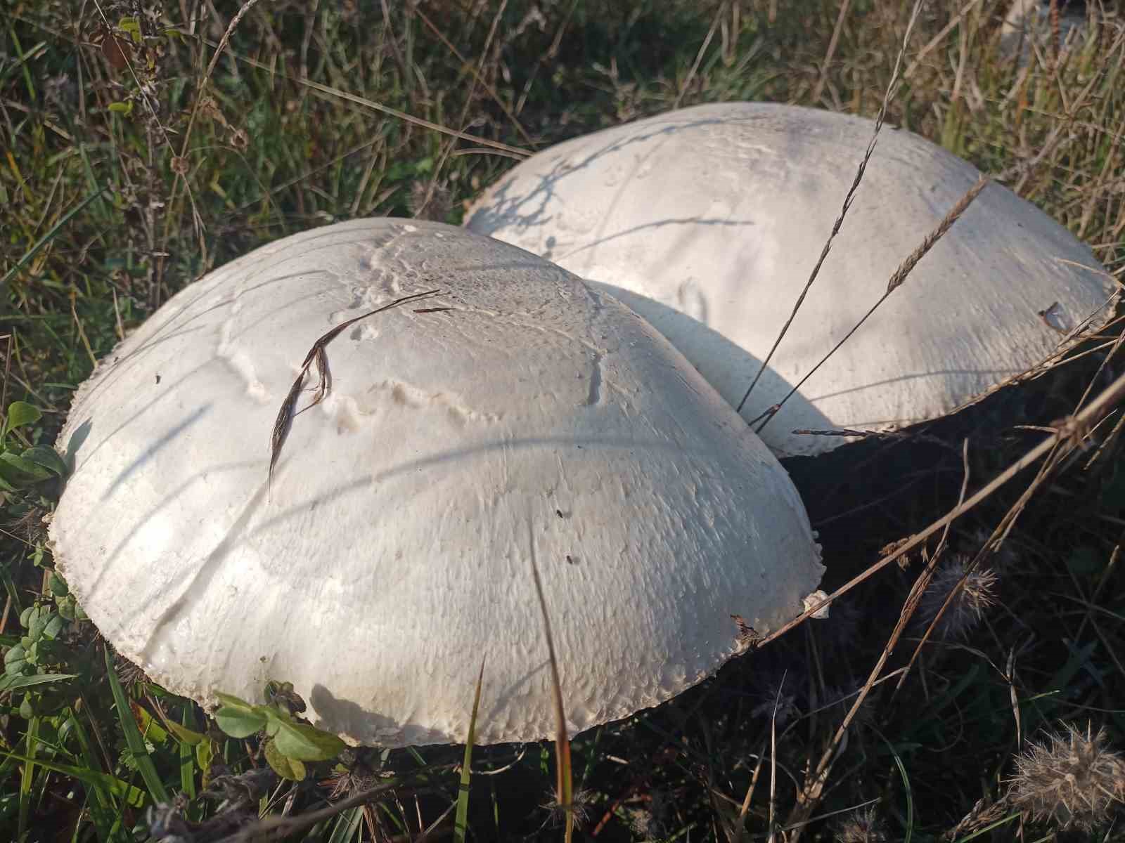Doğada büyüyen dev mantarlar şaşkına çevirdi