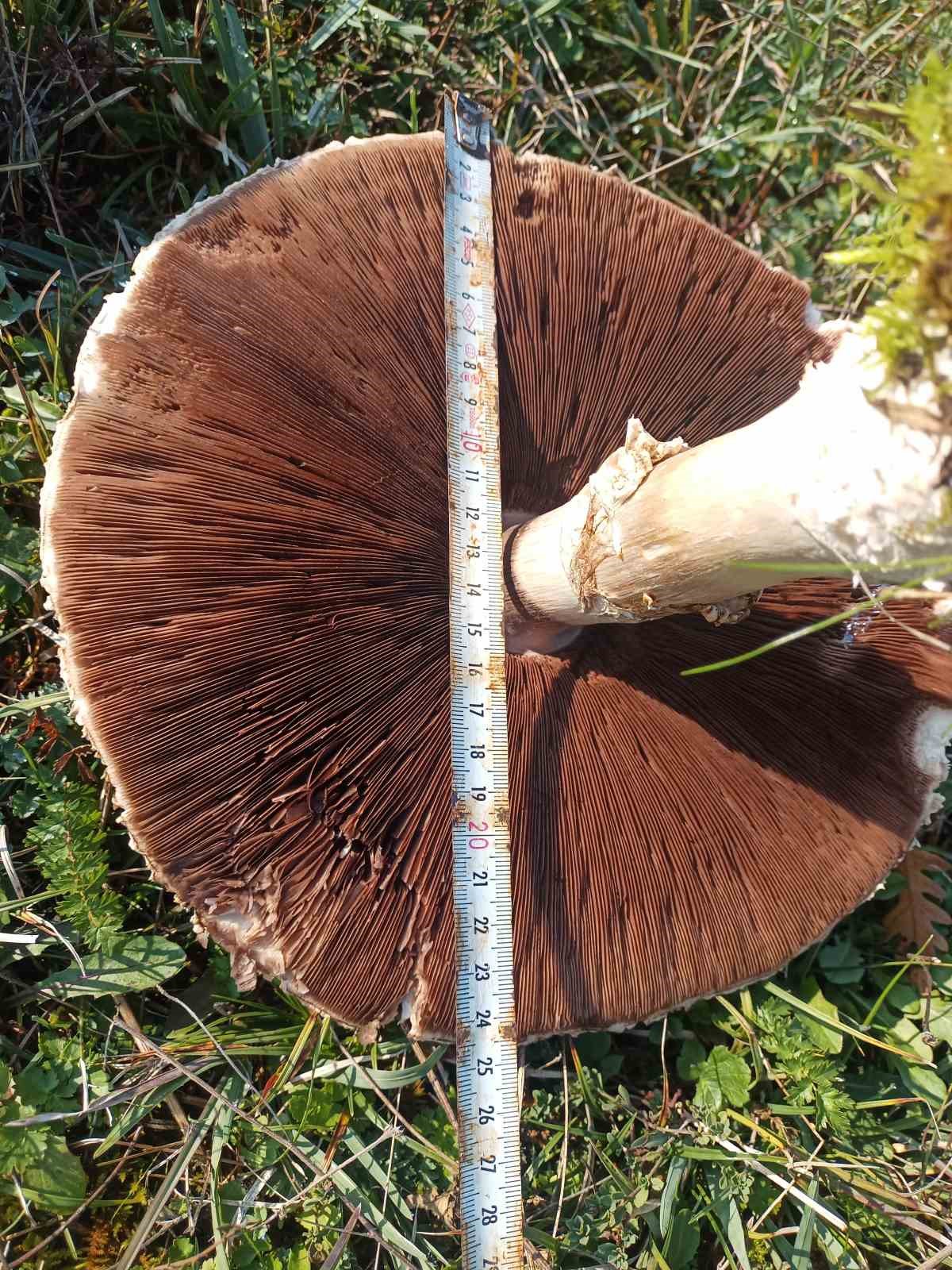 Doğada büyüyen dev mantarlar şaşkına çevirdi
