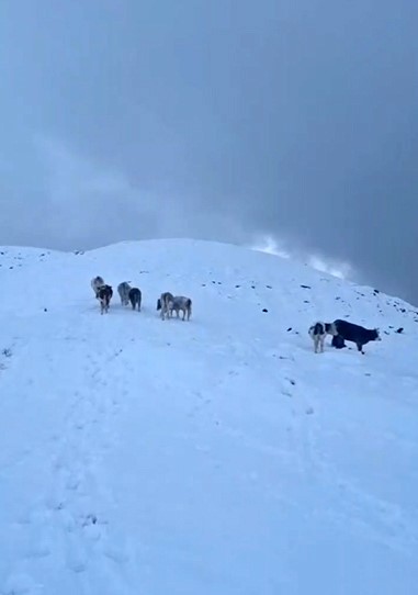 Hizan’da yayladaki hayvanlar kara hazırlıksız yakalandı