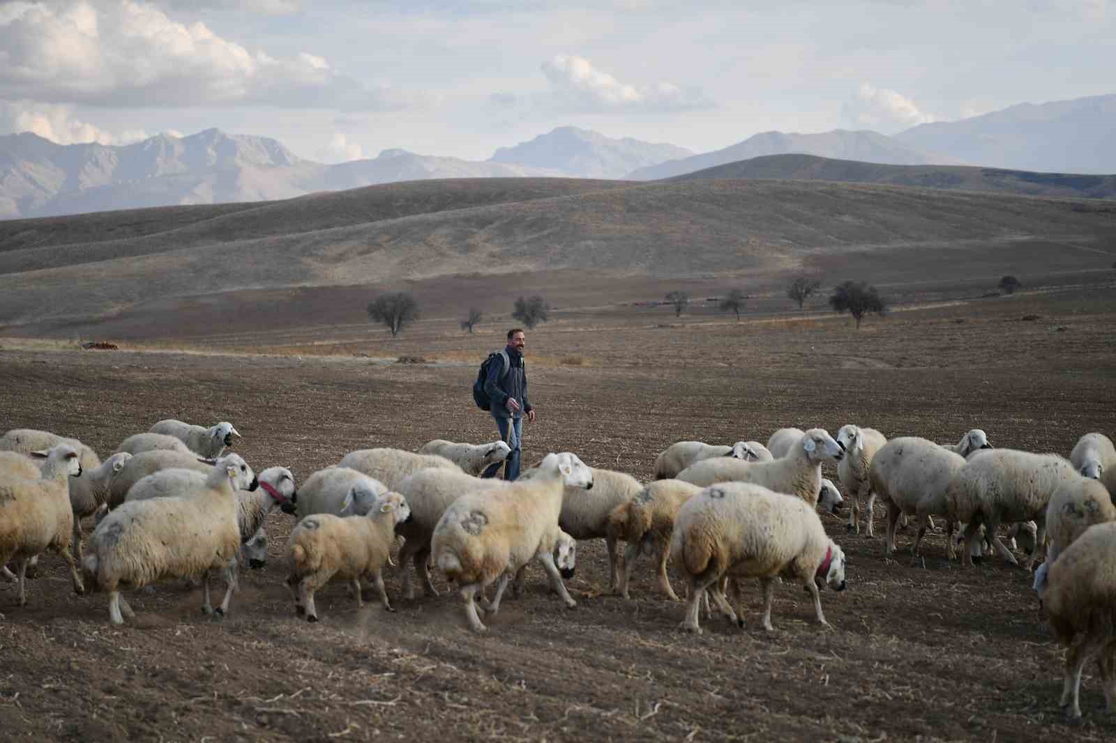 Başkan B&uuml;y&uuml;kkılı&ccedil;&rsquo;ın projesi ile kırsalda koyun sayısı arttı, meralar canlandı
