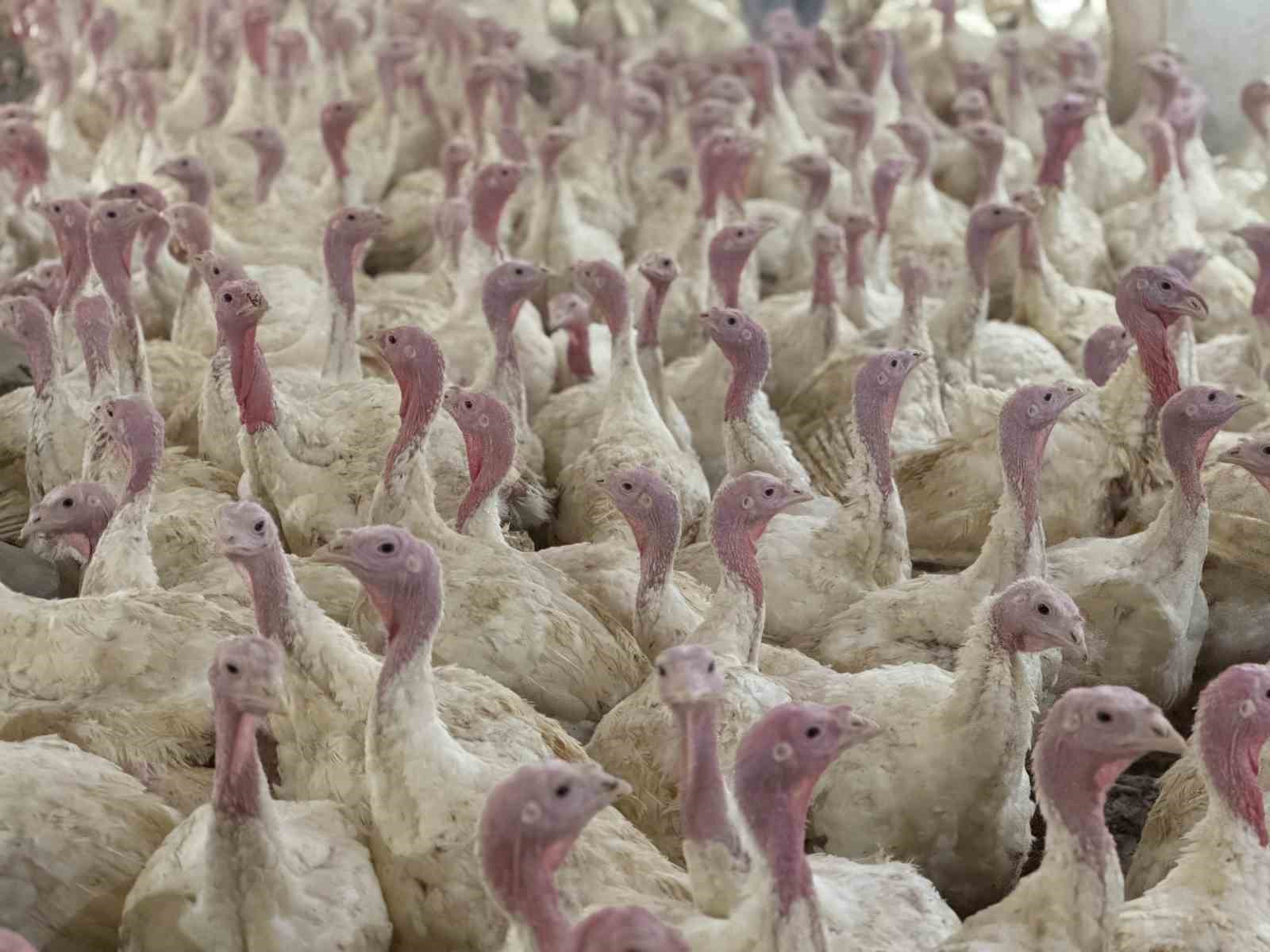 Bolu’da üreticilere "kuş gribi" uyarısı