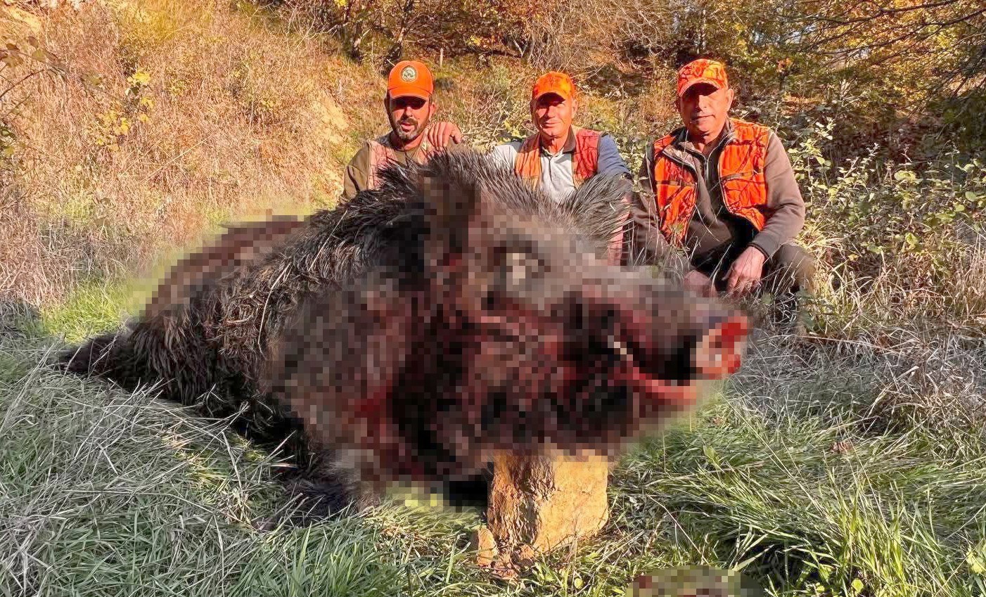 Tekirdağ’da avcılar bile şaşırdı: 300 kiloluk yaban domuzu avlandı