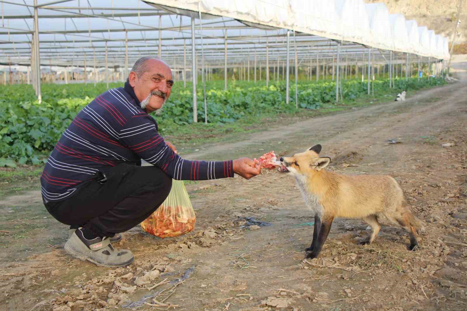 Küs olan kardeşlerin tilki rekabeti: Ağabey mangal partisi yapıyor, kardeşi pastayla besliyor